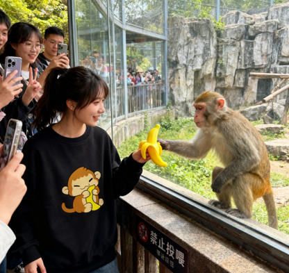 Cute Monkey Eating Banana Graphic Crewneck Sweatshirt